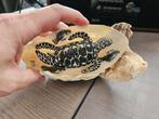 Zeeschildpad Tafereel - Handgemaakt van Schelpen, Huis en Inrichting, Woonaccessoires | Overige, Ophalen, Nieuw
