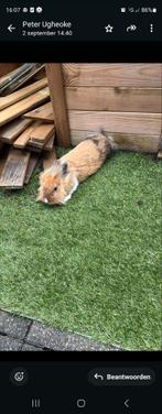 Gratis konijn ram, Dieren en Toebehoren, Konijnen, Mannelijk