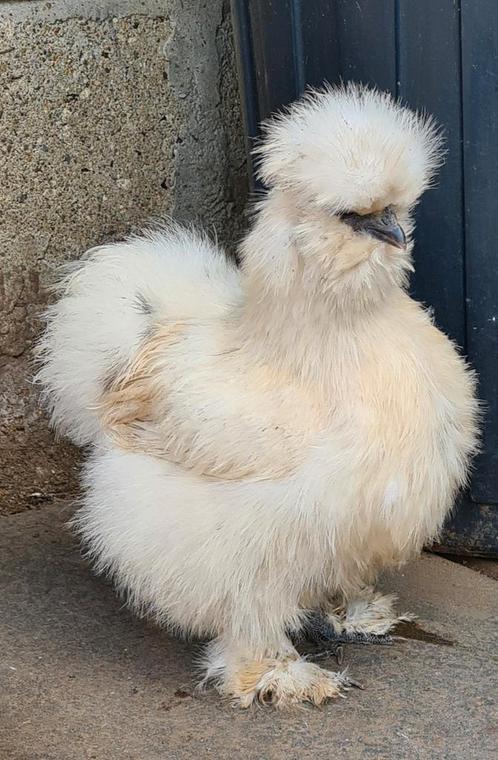 Broedeieren+kuikens usa zijdehoen zijdehoenders, Dieren en Toebehoren, Pluimvee, Kip, Vrouwelijk