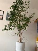 Ficus kamerplant - 150-200cm hoog, Ophalen, Ficus, Halfschaduw, In pot