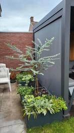 Pergola pull down screen 300, Tuin en Terras, Ophalen, Nieuw