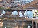 Jonge witte pauwstaart duiven, Meerdere dieren, Postduif