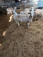 nolana dekram, Dieren en Toebehoren, Schapen, Geiten en Varkens, Mannelijk, Geit