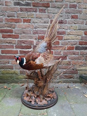 Opgezette fazant NIEUW! taxidermy opgezet vogel schedel beschikbaar voor biedingen