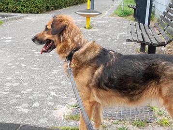 Scooby - een vriendelijke Herderkruising beschikbaar voor biedingen
