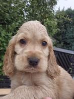 Huiskamer nest engelse cocker spaniel puppys pups, Dieren en Toebehoren, Rabiës (hondsdolheid), 8 tot 15 weken, Meerdere, Meerdere dieren