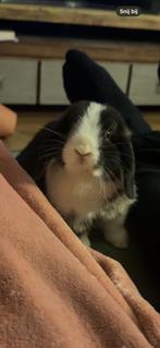 minilop ram, Dieren en Toebehoren, Konijnen, Mannelijk, Dwerg, Hangoor, 0 tot 2 jaar