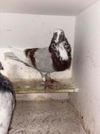 Vaalbonte duif, Dieren en Toebehoren, Vogels | Duiven, Vrouwelijk, Kropper