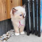 Prachtige Radoll kittens zoeken per 1 sept eigen woning!, Poes, Gechipt