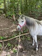 Verzorger gezocht voor pony Floor, Dieren en Toebehoren, Ophalen of Verzenden