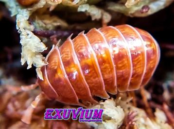 Armadillidium vulgare Orange Vigor isopods / pissebedden beschikbaar voor biedingen