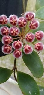 Hoya isabelchanae(GPS 7-35)🌱✂️, Bloeiende kamerplant, Ophalen of Verzenden, Halfschaduw, Minder dan 100 cm