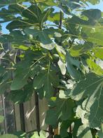 Vijgenboom, Volle zon, Ophalen of Verzenden, 250 tot 400 cm, Vijgenboom