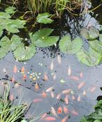 Vijver goudvissen, Dieren en Toebehoren, Vissen | Vijvervissen, Goudvis(sen)