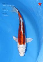 Japanse koi karper 31cm "Doitsu Beni Kikokuryu", Karper of Koi
