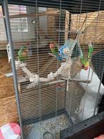 Agapornis koppel  Dwergpapegaaien met kooi en speelgoed, Ophalen of Verzenden, Zo goed als nieuw, Metaal, Vogelkooi