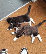 “Hecht broer en zus (3 jaar) zoekt samen een liefdevol thuis, Meerdere dieren