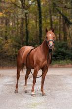 3 jarige Quarter horse ruin, Dieren en Toebehoren, Paarden