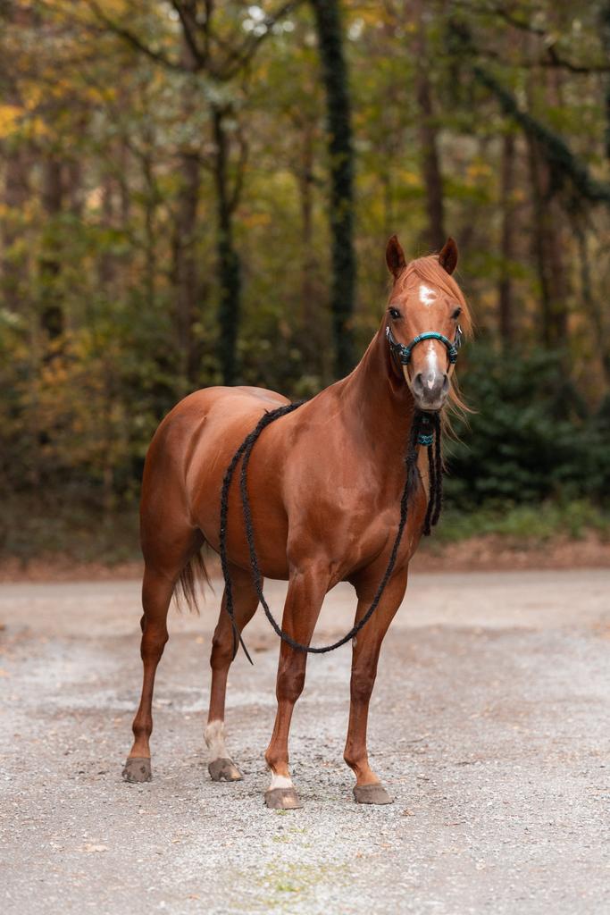 3 jarige Quarter horse ruin, Dieren en Toebehoren, Paarden