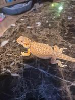 Baardagaam hypo zand/caramel/orange morph, Dieren en Toebehoren, Reptielen en Amfibieën, Hagedis, Tam, 0 tot 2 jaar