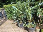 Eucalyptus gunnie grote planten, Tuin en Terras, Planten | Tuinplanten, Ophalen, Zomer, Overige soorten, Volle zon
