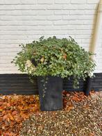Plantenbak met staander antraciet, Ophalen, Rond, 60 cm of meer