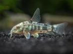 Corydoras paleatus, Zoetwatervis, Schoolvis, Vis