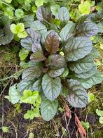 Kruipend zenegroen. Gifvrij., Ophalen, Overige soorten