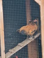 7 kippen te koop, Dieren en Toebehoren, Pluimvee, Vrouwelijk, Kip