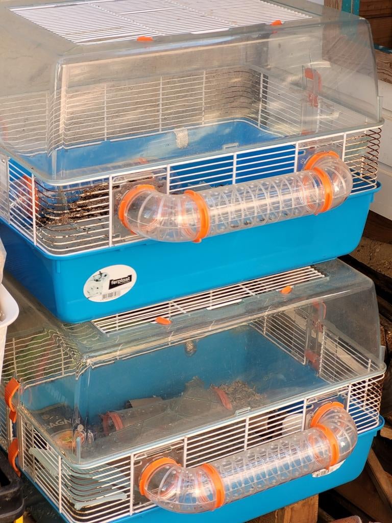 2 x hamsterkooi ferplast, Kooi, Gebruikt, Minder dan 75 cm, Muis