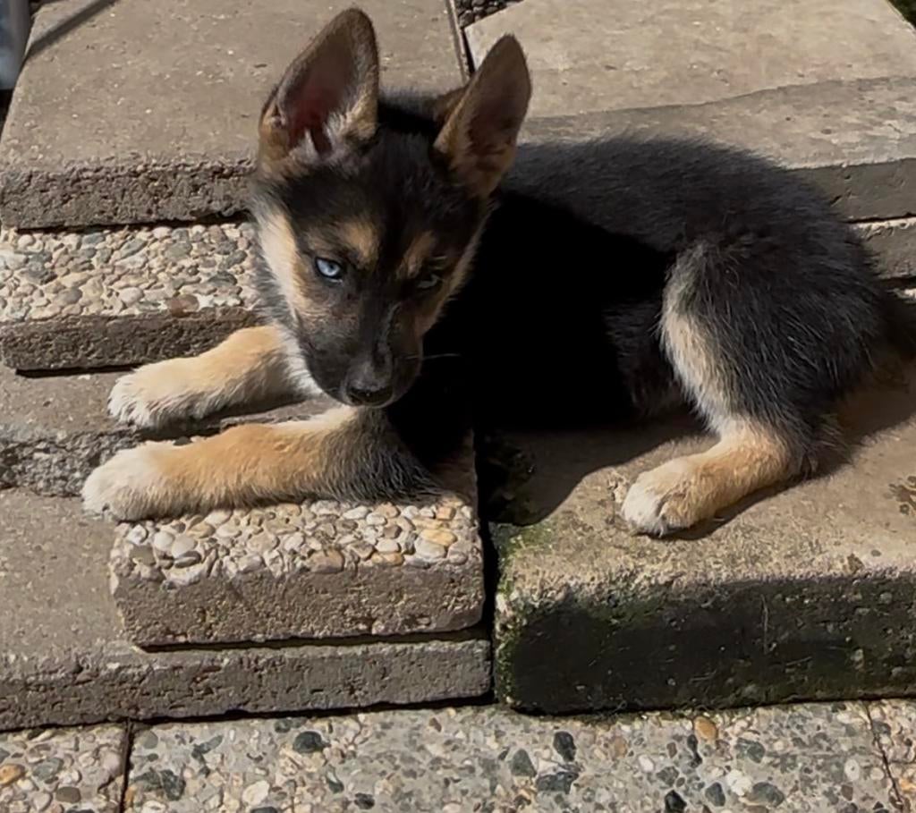 1 schattige duitseherder puppy tekoop teefje🥰, 8 tot 15 weken, Teef, Parvo, Eén hond
