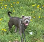 Dekreu beschikbaar – “Tyson” (Mini Engelse Stafford), 1 tot 2 jaar, Parvo, Eén hond, Nederland