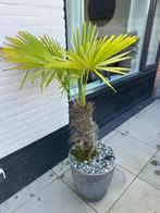Palmboom met pot, Volle zon, Vaste plant, Bloeit niet, Ophalen