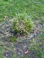 Siergras gratis, Tuin en Terras, Planten | Tuinplanten, Ophalen, Volle zon, Vaste plant, Siergrassen
