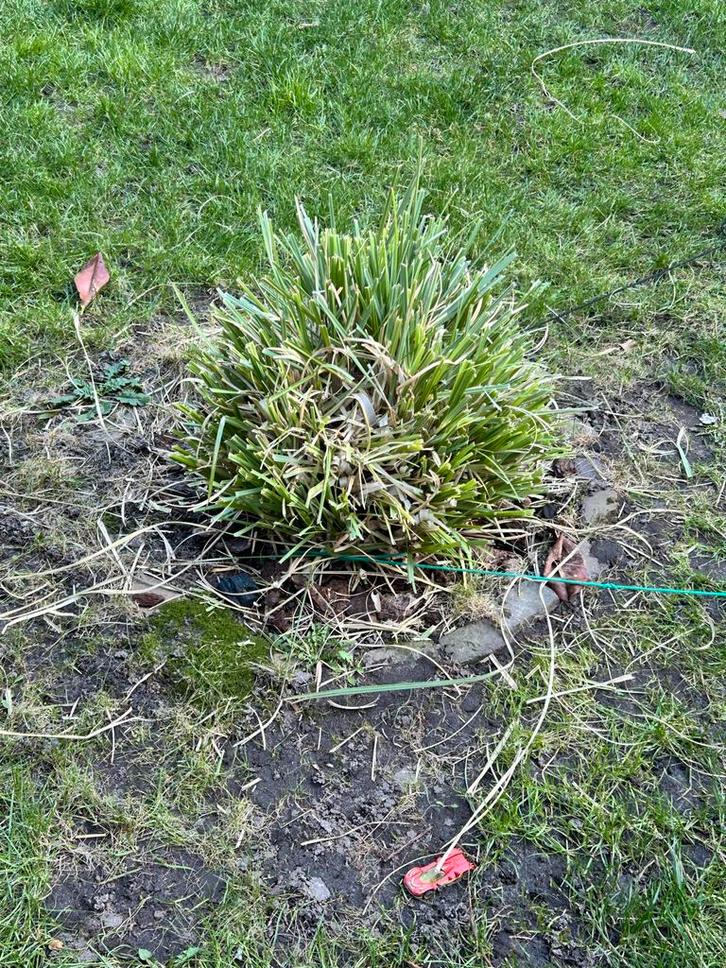 Siergras gratis, Tuin en Terras, Planten | Tuinplanten, Vaste plant, Siergrassen, Volle zon, Zomer, Ophalen