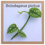 3. scindapsus pictus €1,50, Ophalen of Verzenden, Halfschaduw, Minder dan 100 cm