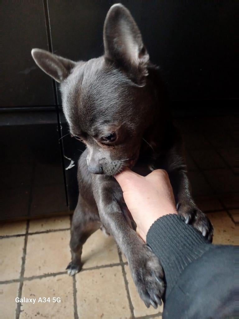 Kruising franse bulldog/skippertje ex reu, Dieren en Toebehoren, Reu, 1 tot 2 jaar, Bulldog, Eén hond