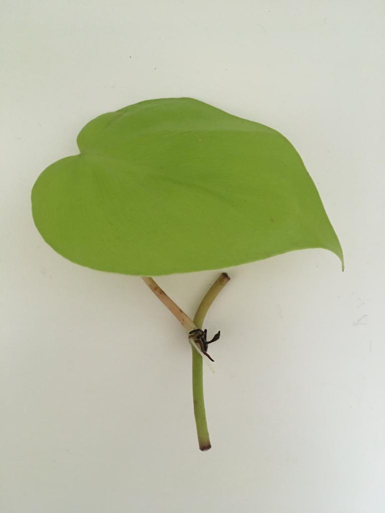 Philodendron lime, verse stek, Huis en Inrichting, Kamerplanten, Ophalen of Verzenden, Halfschaduw, Minder dan 100 cm