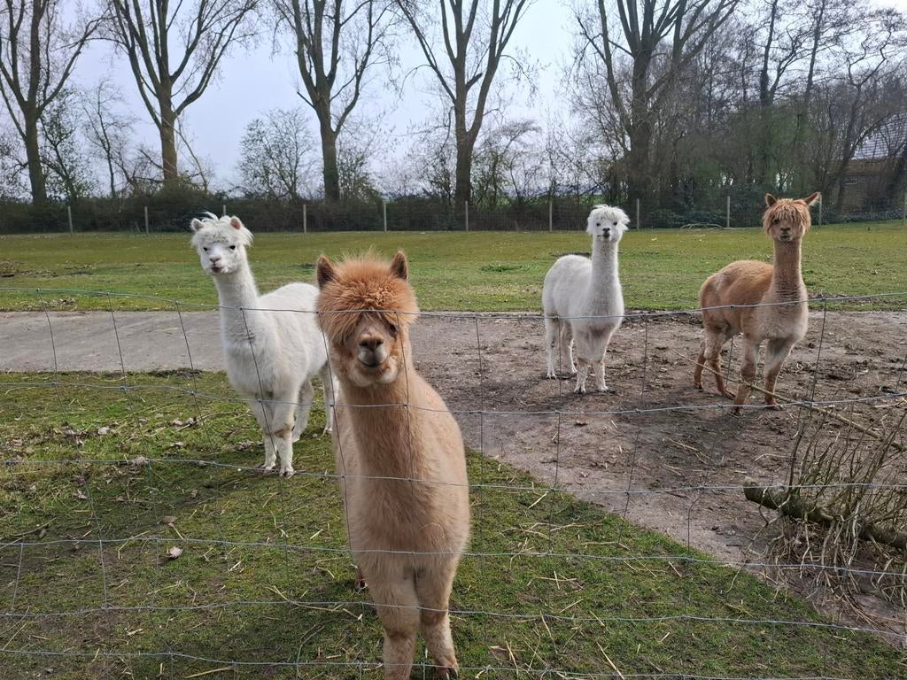 Lieve Alpacas 3 vrouwtjes 1 mannetje., Twee personen, Ticket of Toegangskaart