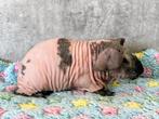 Skinny cavia, Dieren en Toebehoren, Cavia, Februari, Mannelijk, Tam