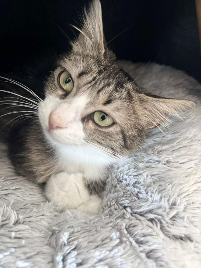 Cat for adoption: JULA, Dieren en Toebehoren, Katten en Kittens | Overige Katten, Poes, Langharig, 0 tot 2 jaar