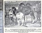 Artis 1929; jonge kameel, geboren in artis, Verzenden, Voor 1940, Gebruikt, Dier