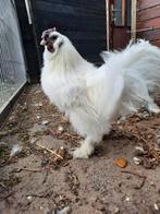 Zijdehoenders kriel haantjes, Dieren en Toebehoren, Pluimvee, Mannelijk, Kip