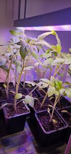 Biologische cherry tomaten plantjes, Ophalen, Eenjarig, Groenteplanten, Volle zon