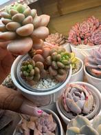 Echeveria plantje, Huis en Inrichting, Kamerplanten, Verzenden, Halfschaduw, Minder dan 100 cm