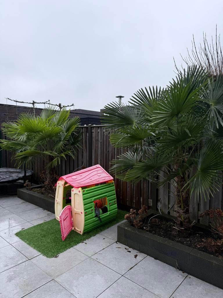 Palmbomen, Tuin en Terras, Planten | Bomen, 100 tot 250 cm, Zomer, Palmboom, Ophalen