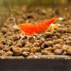 cardina super crystal red santa, Kreeft, Krab of Garnaal, Zoetwatervis, Schoolvis