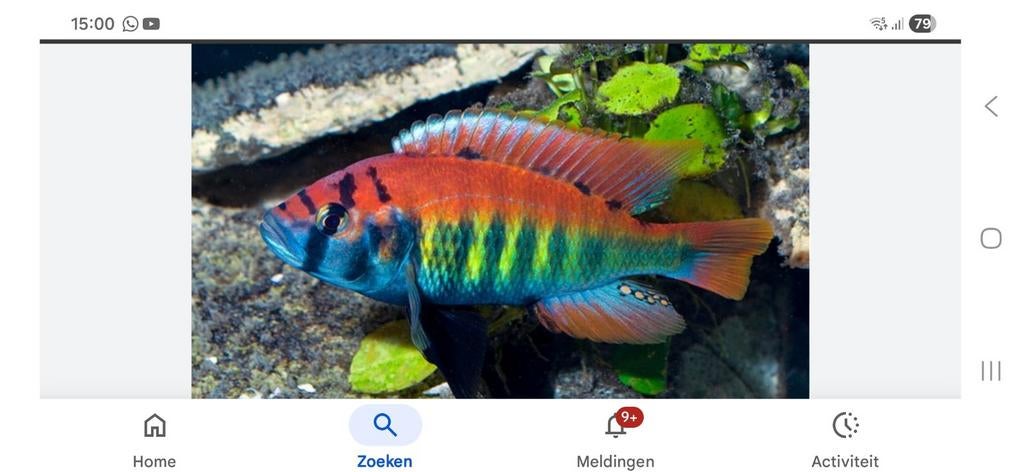Gezocht, Dieren en Toebehoren, Vissen | Aquariumvissen, Vis