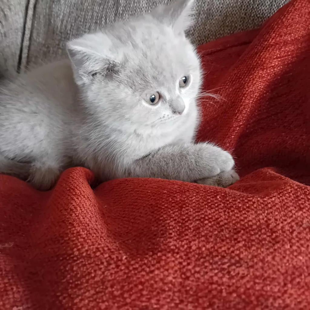 100% britse korthaar, Meerdere dieren, Ontwormd, 0 tot 2 jaar