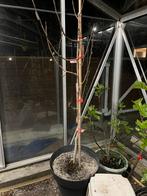 Geënte Pawpaw bomen te koop - Asimina triloba, Lente, Overige soorten, Volle zon, In pot